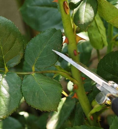 how to prune roses