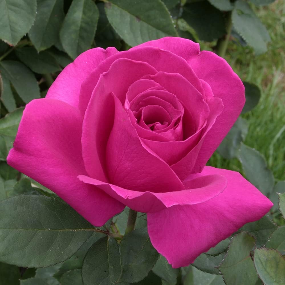 Purple Beauty rose