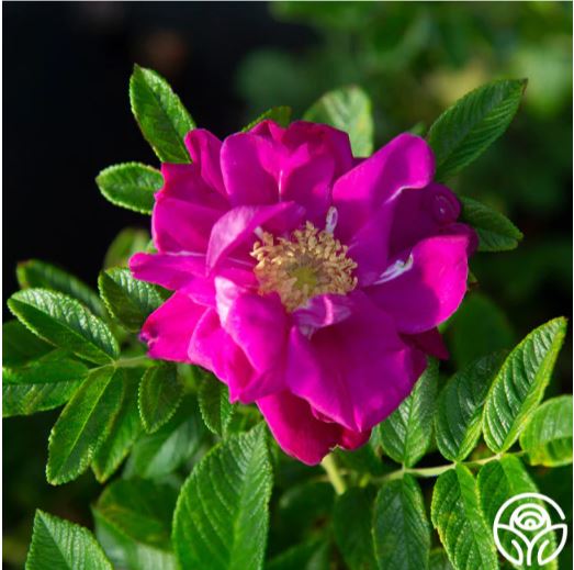 Purple Pavement rose