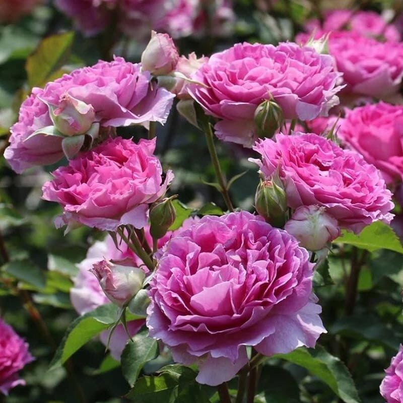 Sheherazade rose