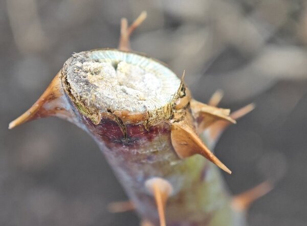 Dormant rose bush in early spring