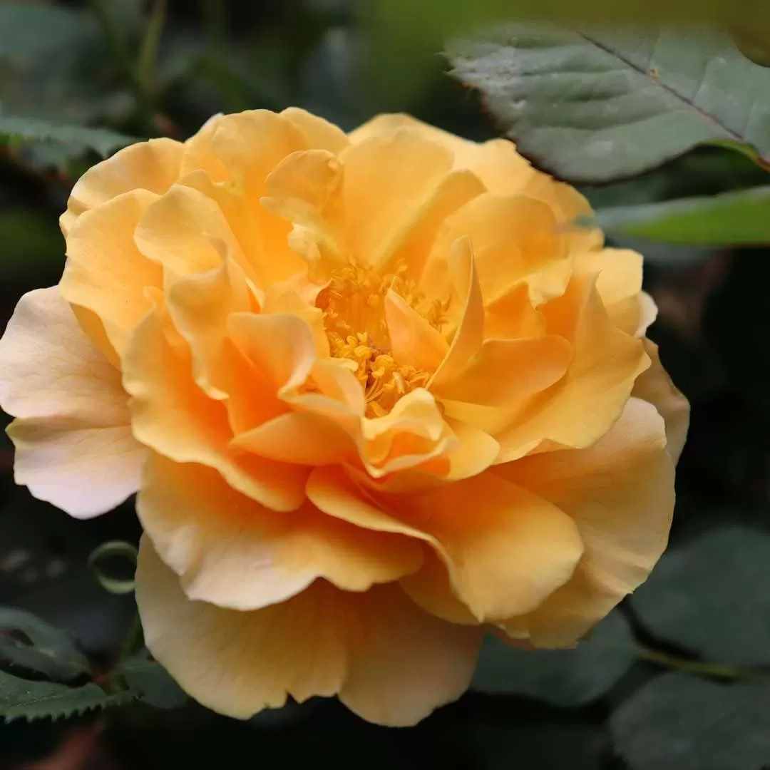 rose gardening
