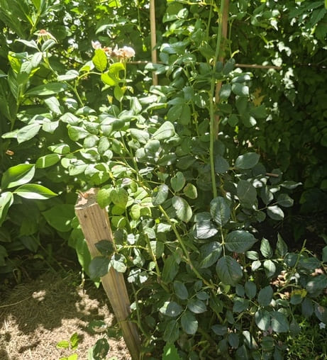 rose planting