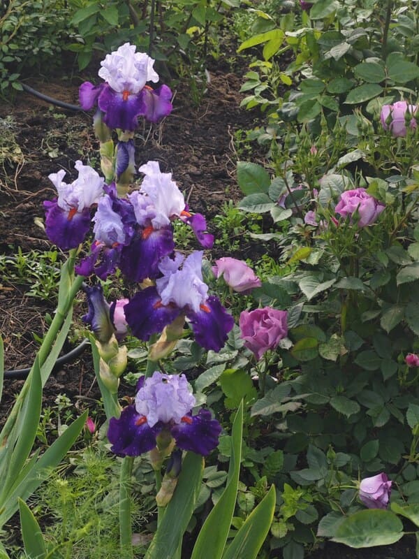 Spring bulbs blooming among young rose bushes in an early season rose bed