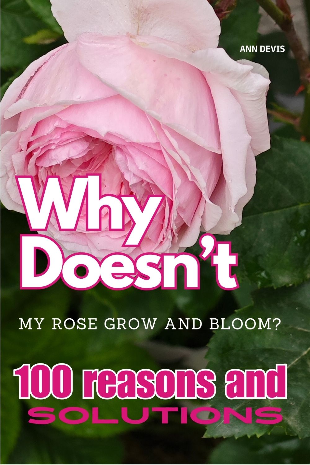 Rose gardening book