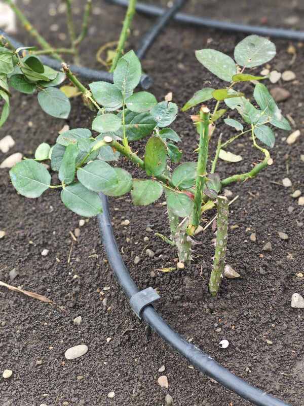 Transplanting rose bushes