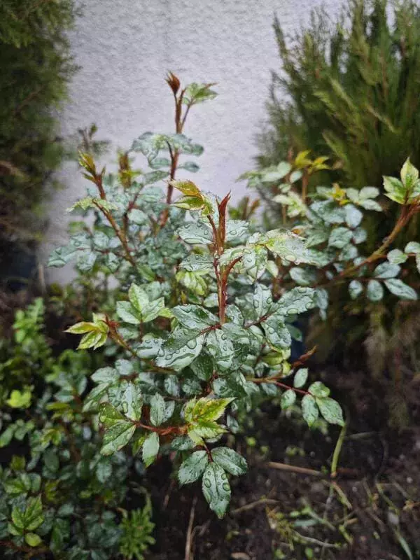 rose bushes in spring