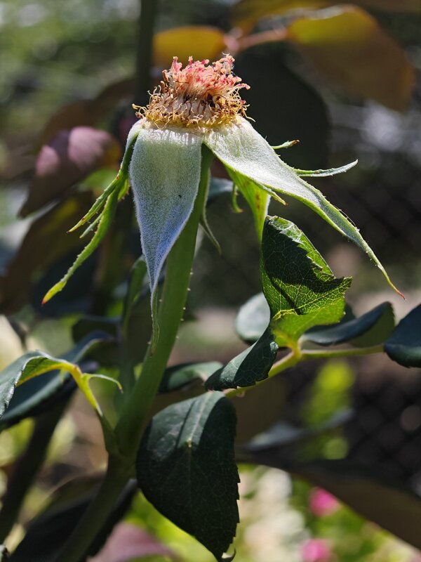 rose treatments in August