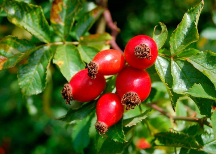 Propagating Roses with Winter Grafting