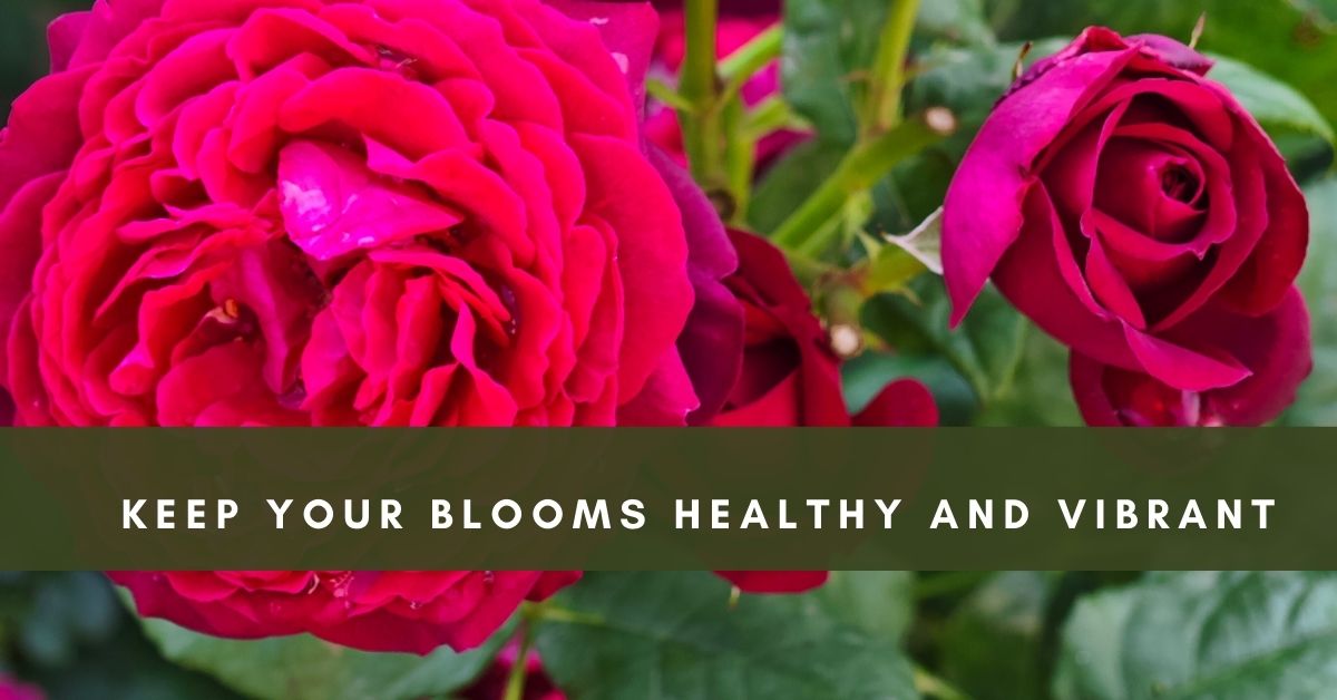 Rose Disease Prevention