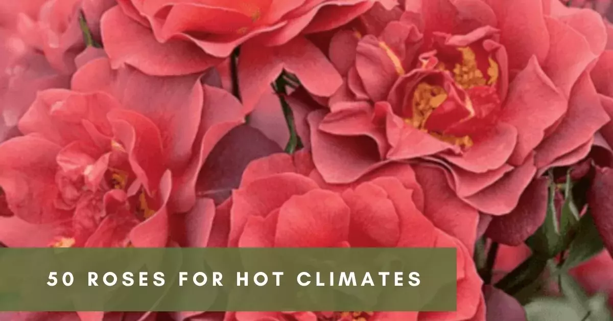 Disease-Resistant Roses for Hot Climates