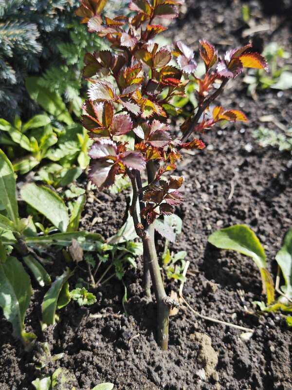 plant rose cutting