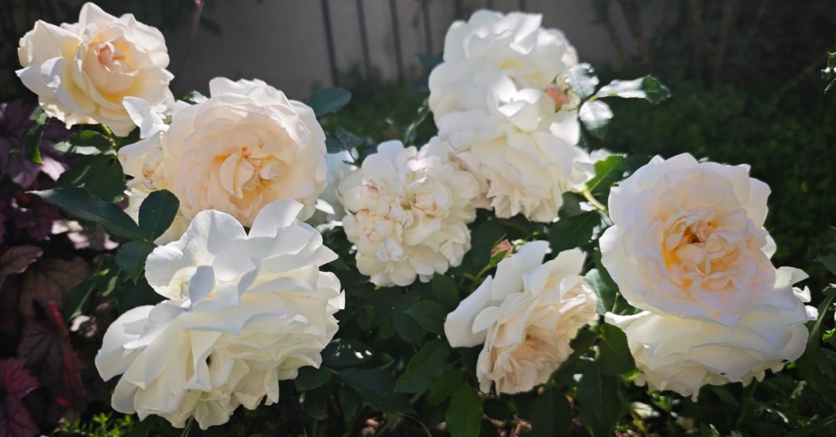 organic rose gardening