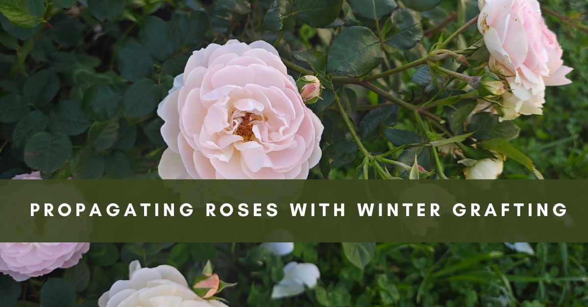 Propagating Roses with Winter Grafting