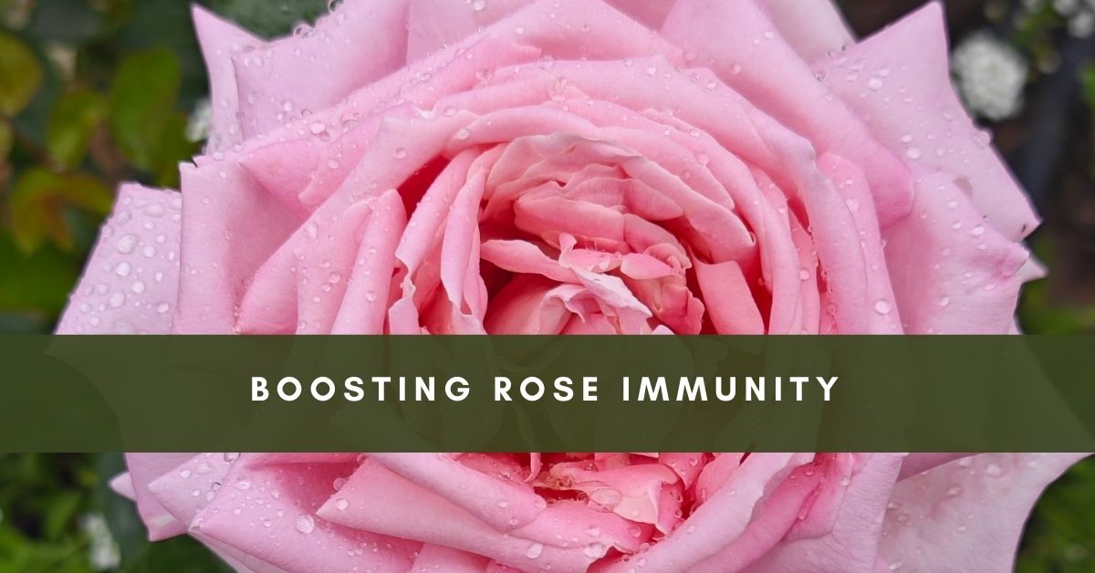 rose immunity