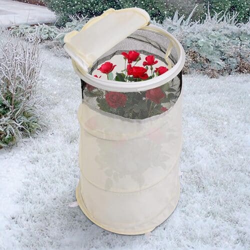 winterize potted roses
