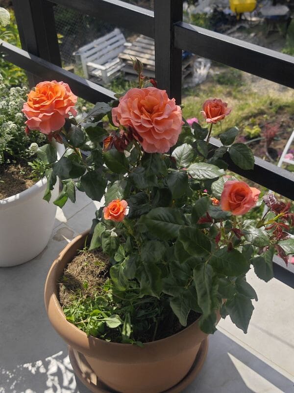 roses in containers winter care