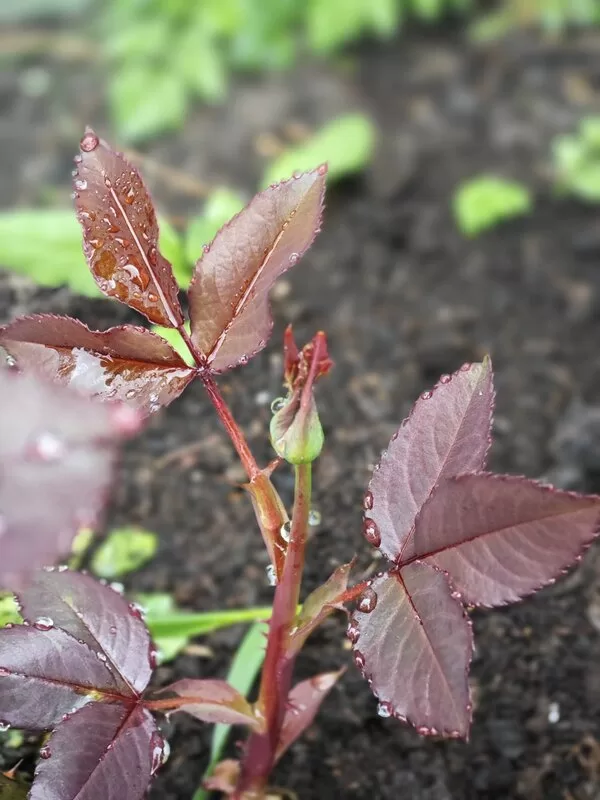 rose bush