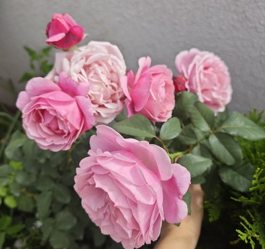 When to prune roses for optimal blooms