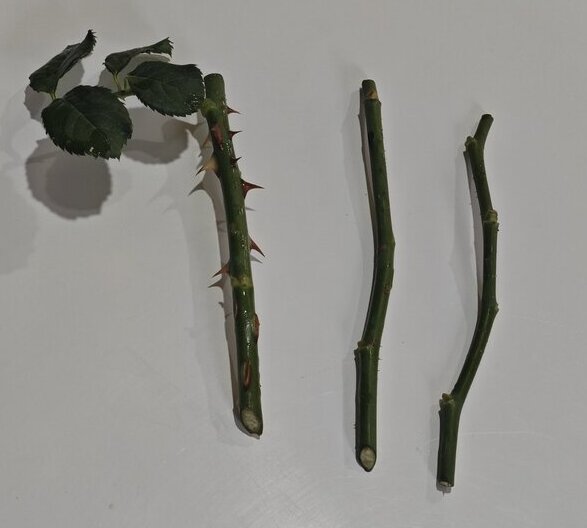 Propagating Roses with Winter Grafting: