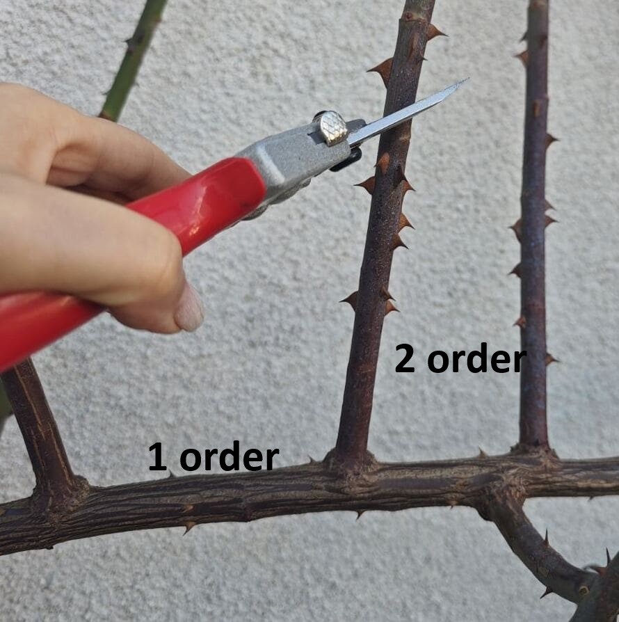 rose pruning