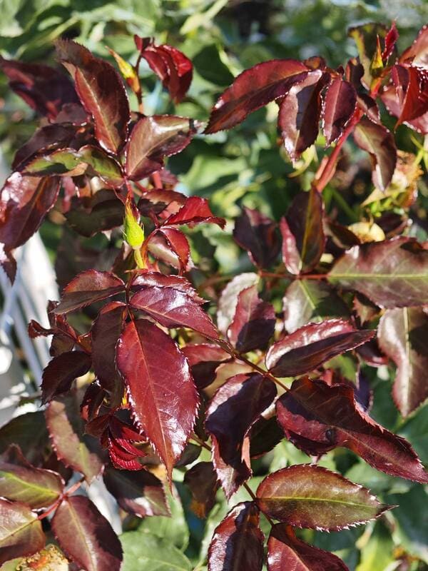 rose pruning