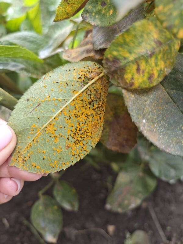 Rose Disease Prevention, rose rust