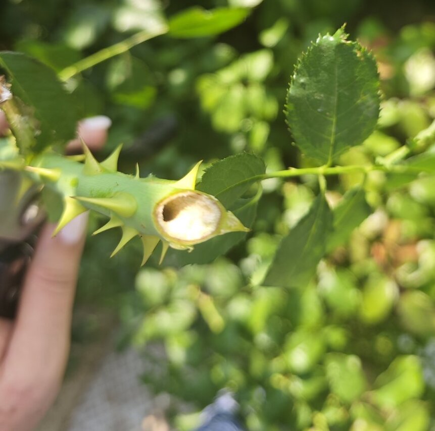 Sawflies in rose garden