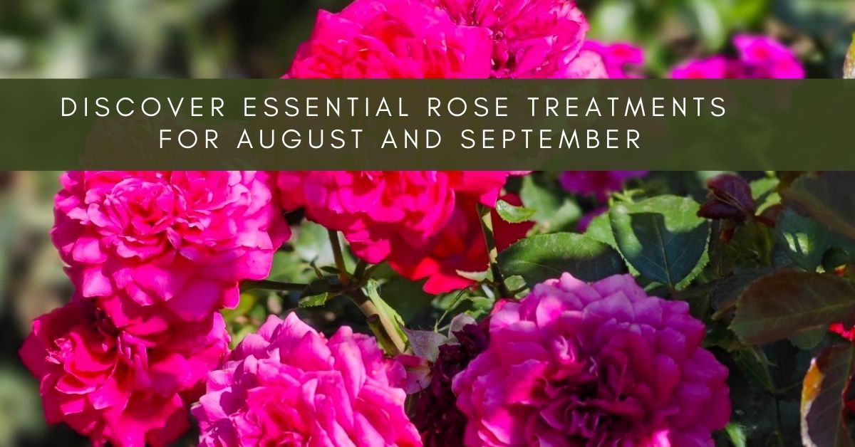 Discover essential rose treatments for August and September