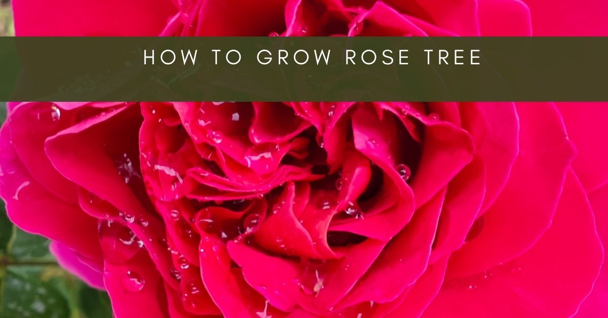 how to grow rose tree