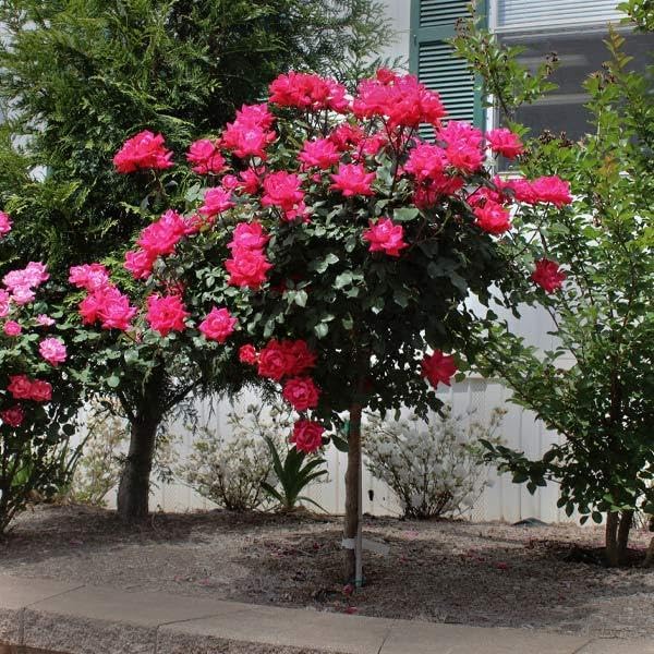 knockout rose tree