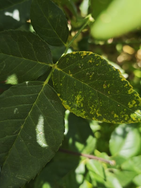 rose mosaic virus