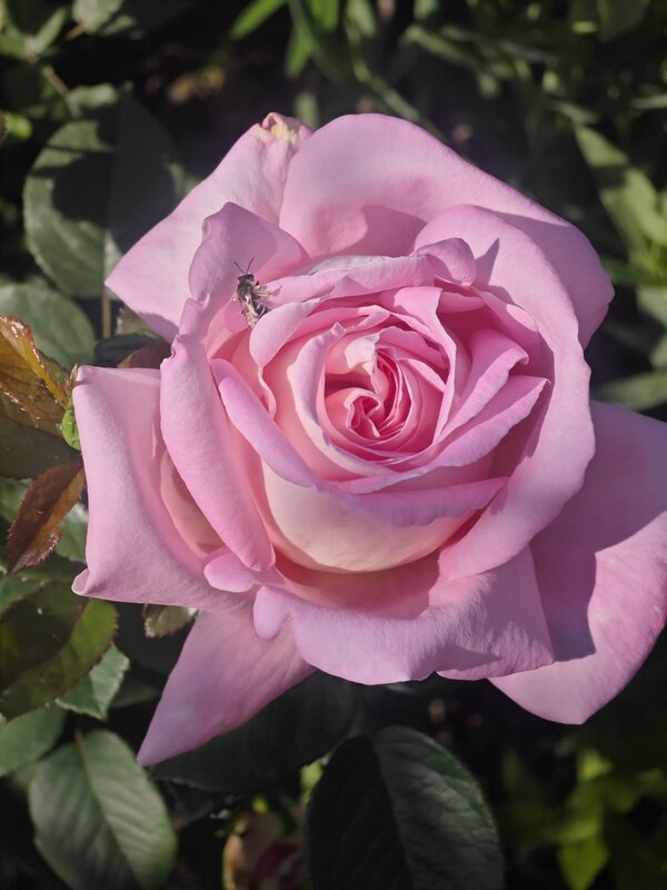 Prevent Diseases and Pests on Roses