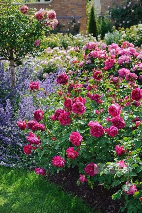 rose gardens ideas