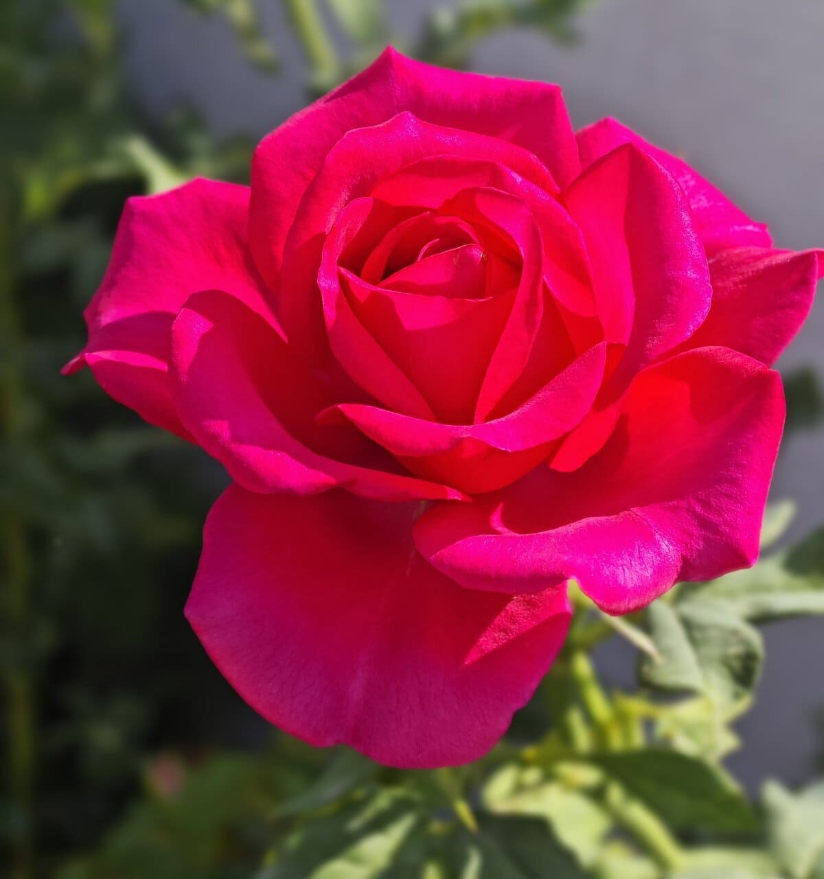 Best time to prune roses