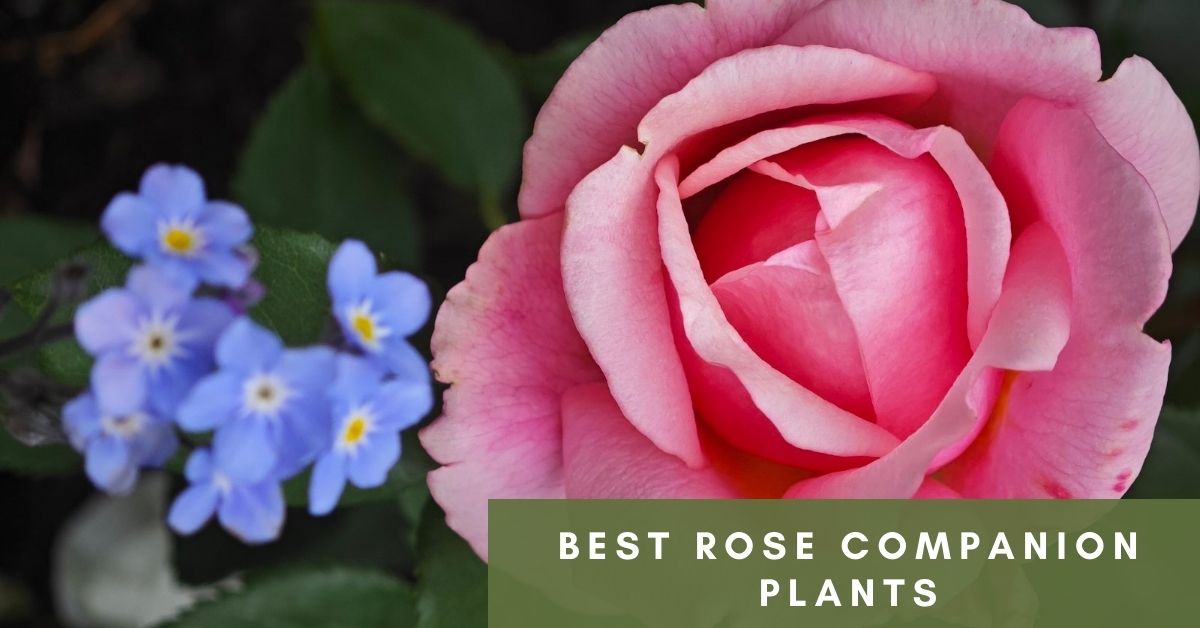 best rose companion plants