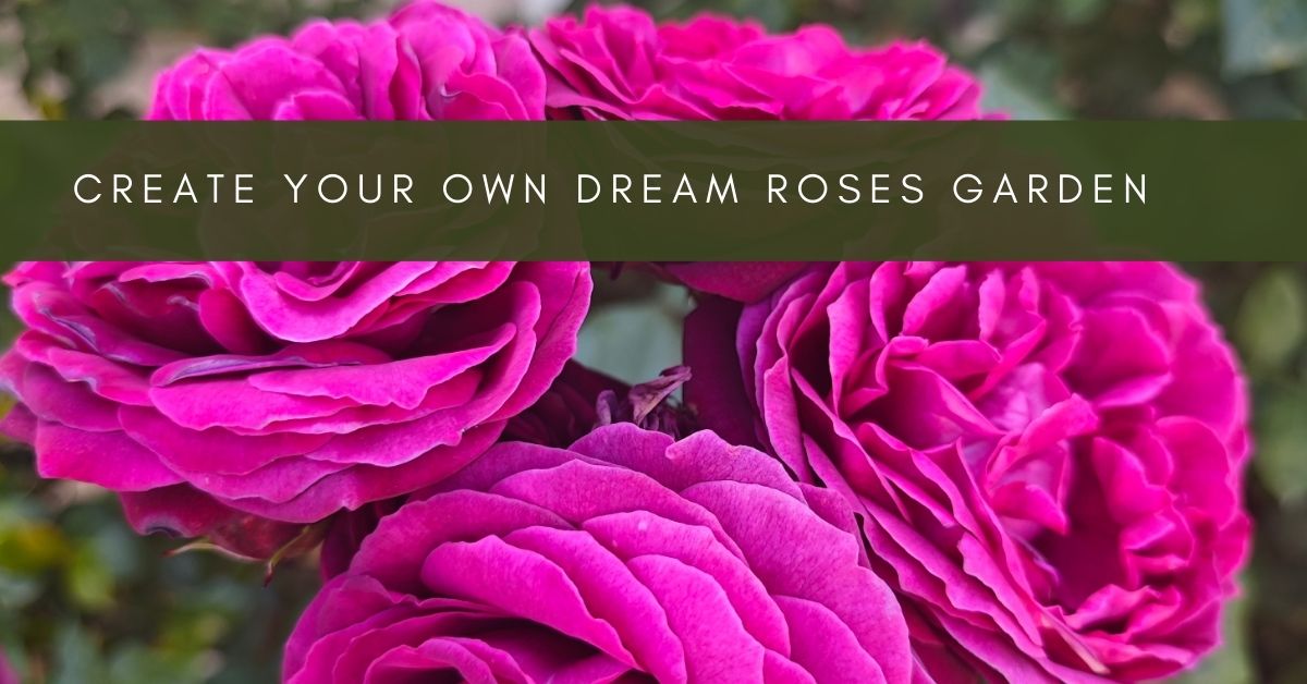 how create a rose garden