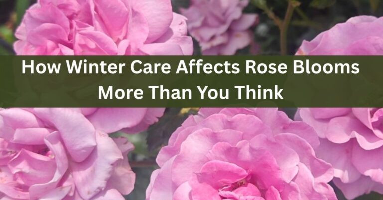 Why Some Roses Need Winter Protection