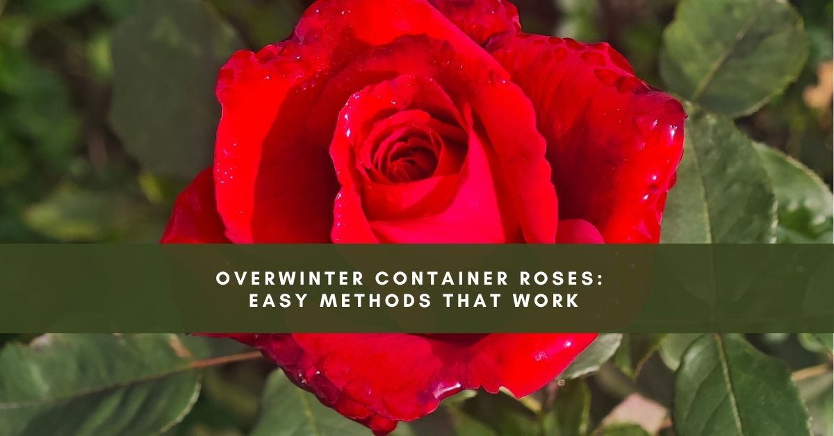 Overwinter Container Roses: Easy Methods That Work