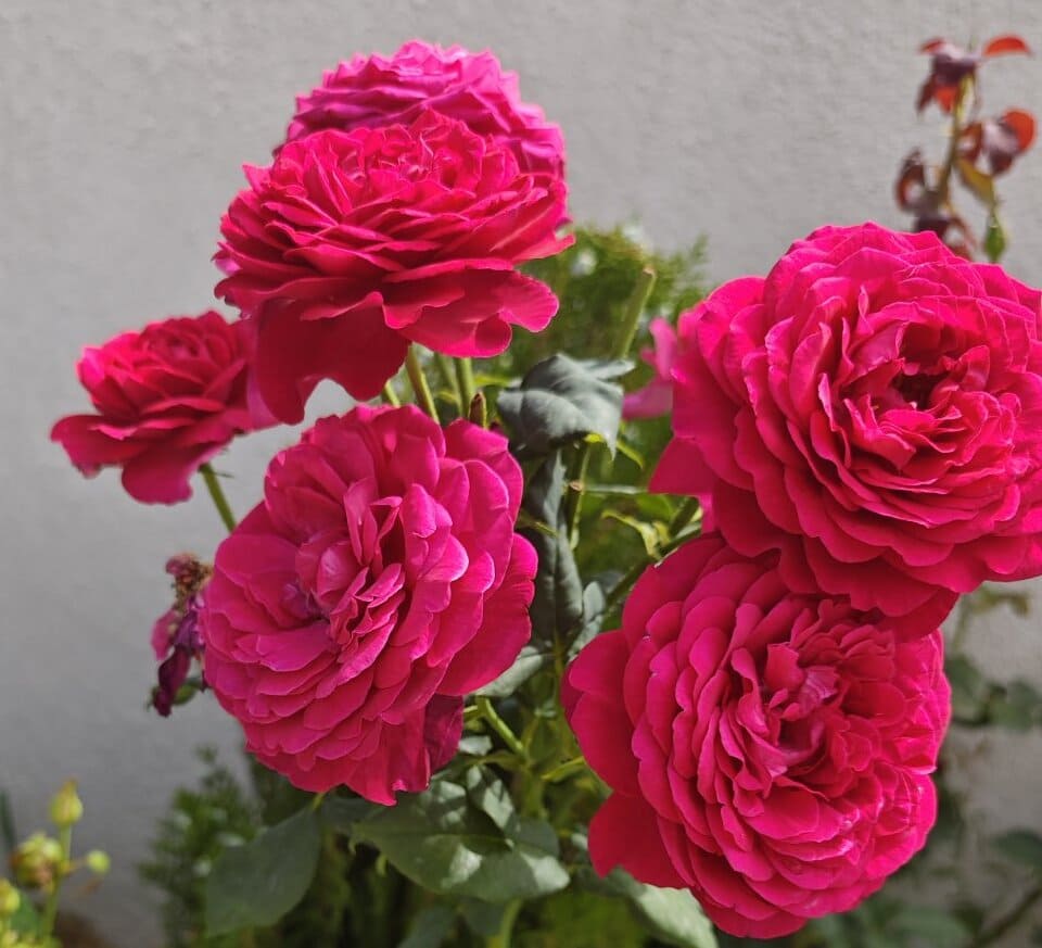 Step-by-step guide to pruning roses