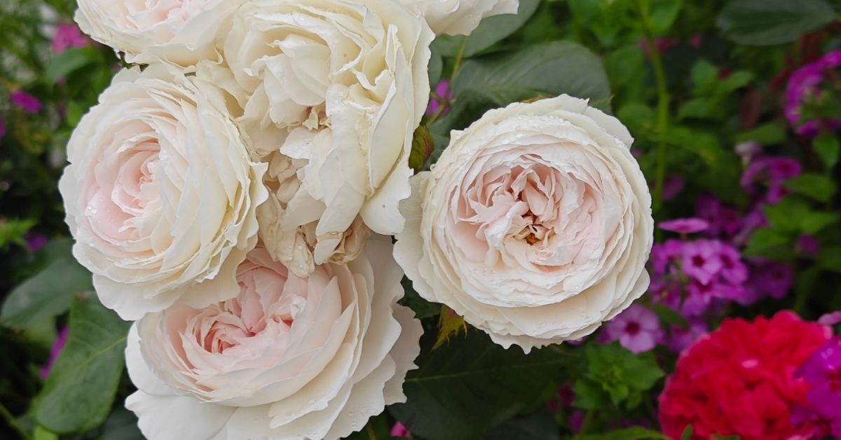 Tips for healthy roses