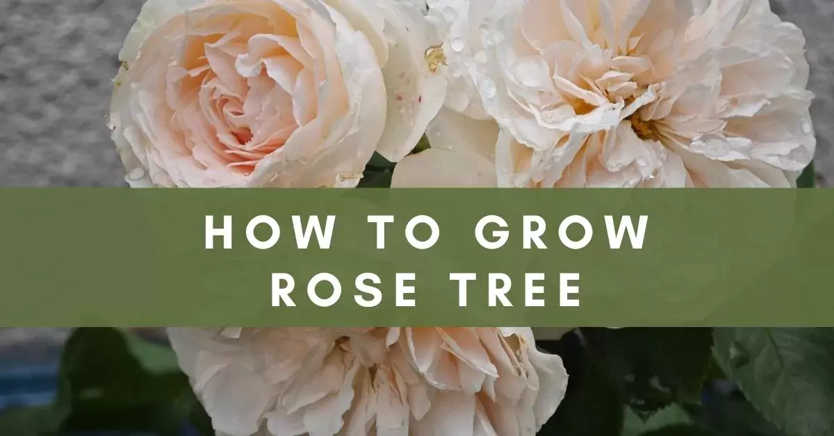 how to grow rose tree