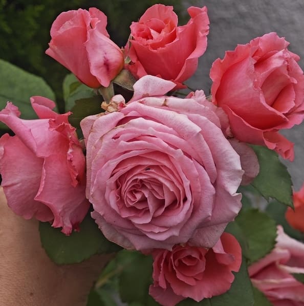 rose care in August