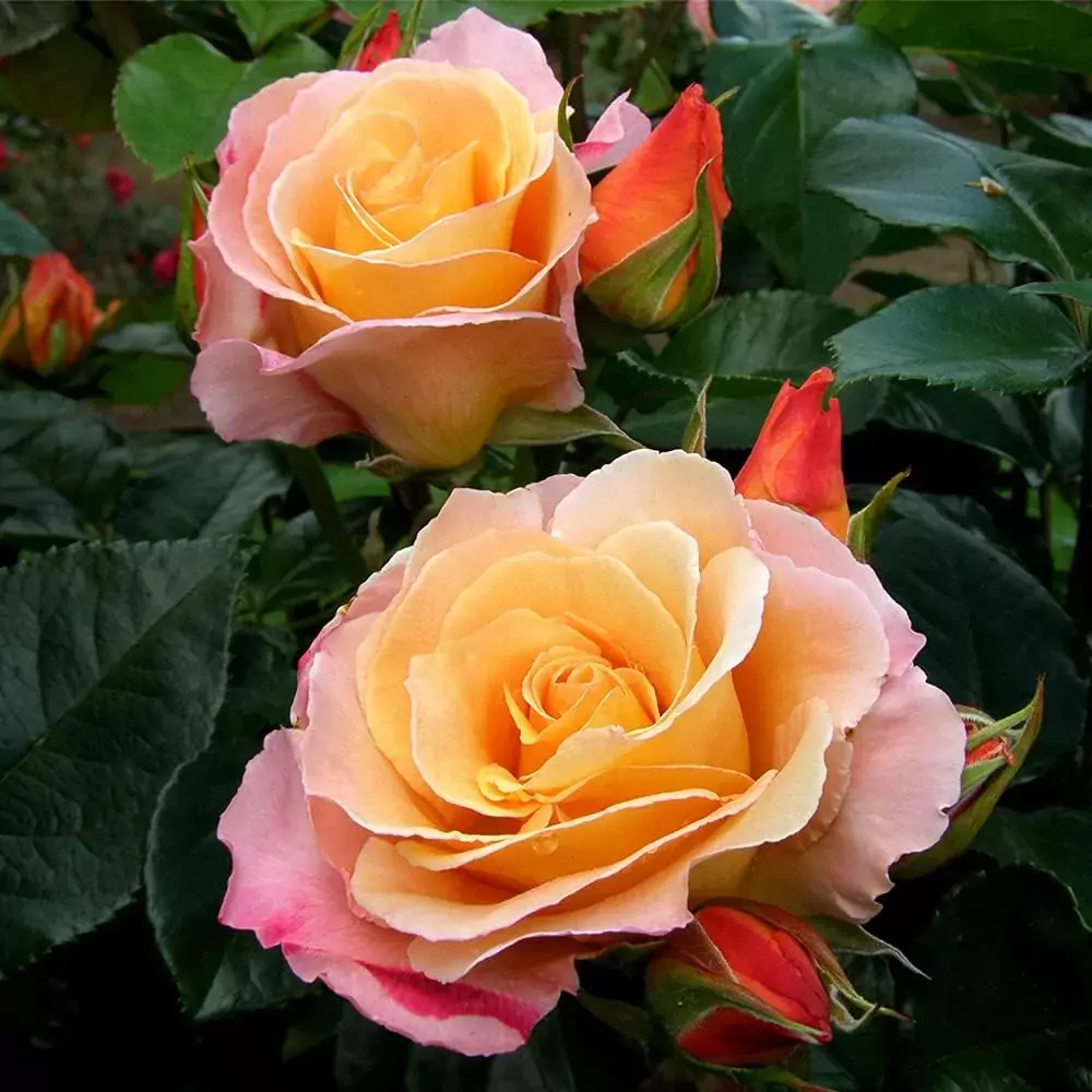Royal Pageant rose