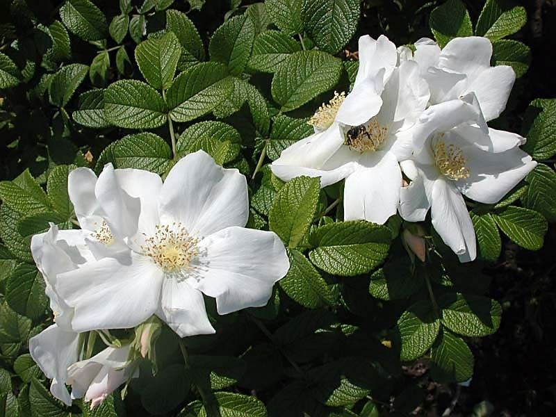 Rugosa Alba rose