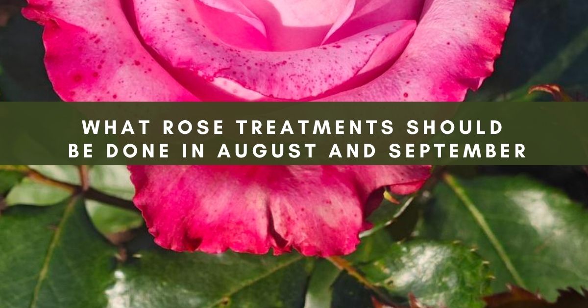 how to preserve roses in summer