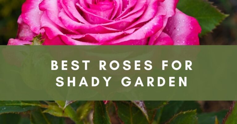 Breathtaking Roses for Shady Garden | All about Roses