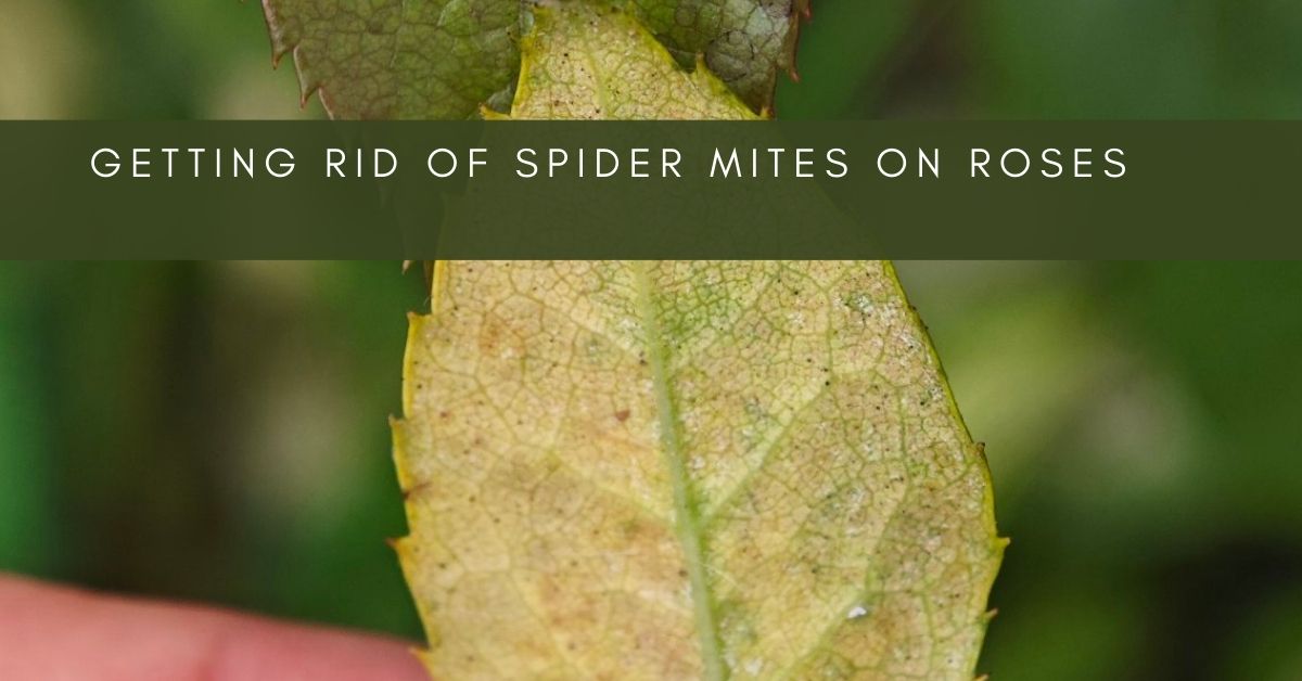 spider mites