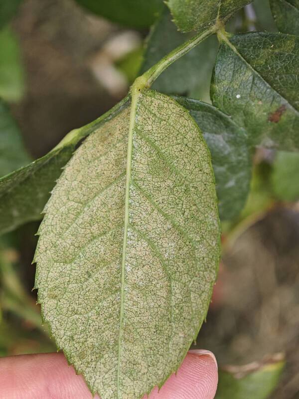 spider mites on roses