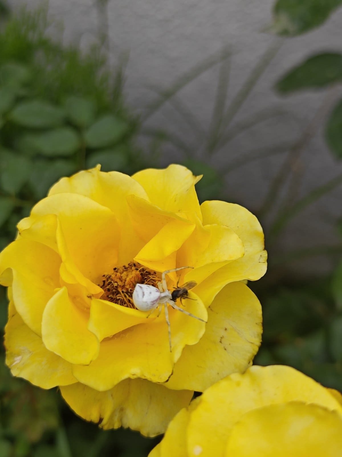 spiders in rose garden